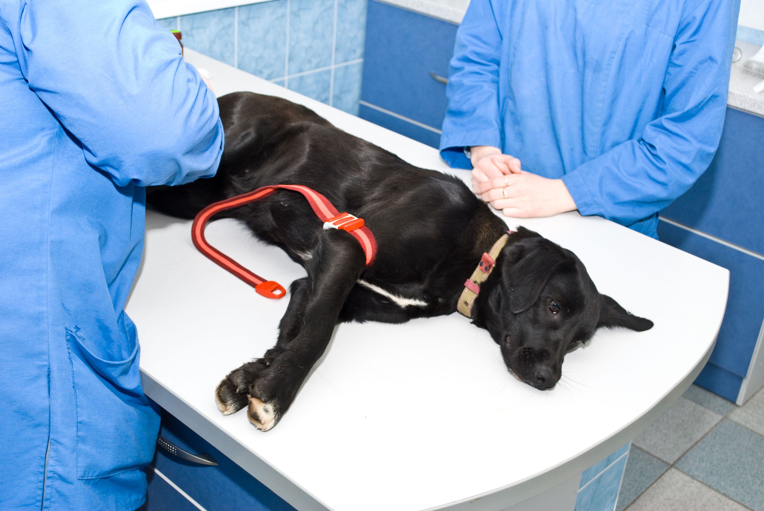 How Pet Hospital Madison AL Provides Compassionate Care for Your Furry Family Members