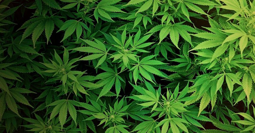 Where To Get Medical Marijuana In Huntington Beach