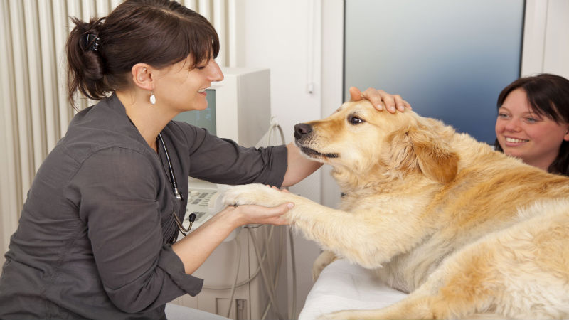 The Basics of Dog Health Care in Barnegat, NJ