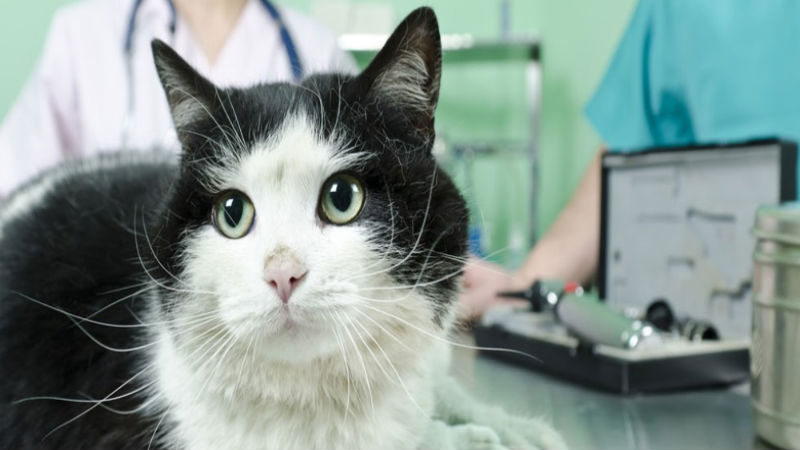 Get Help from a Certified Veterinarian in Richmond, TX