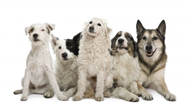 Choosing the Right Dog Boarding Services In Chicago