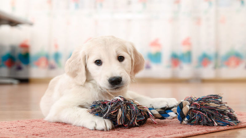 A Variety of Options for Puppy Care in Zip Code78258