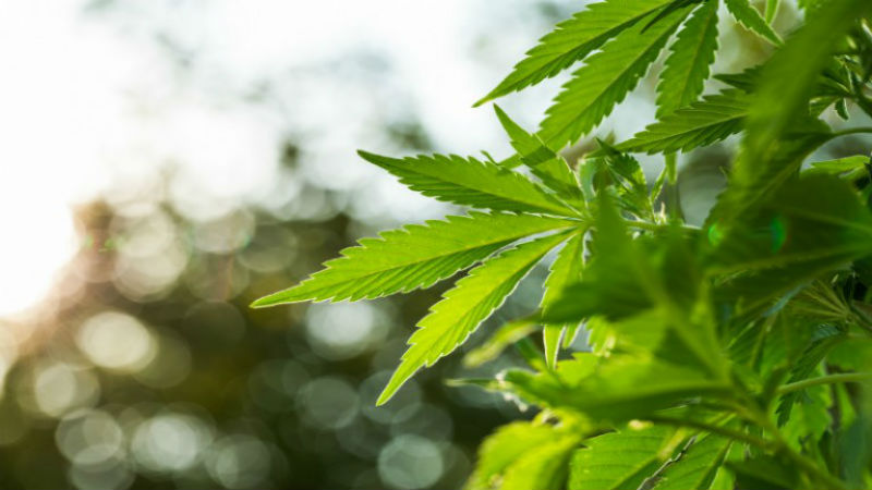 Medical Cannabis Could Bring You Relief