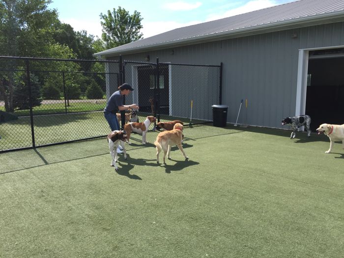 How to Prepare a Pup for Enrolling in Dog Day Care in Omaha, NE