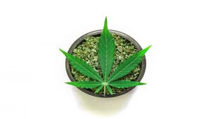 Making the Right Choice Among Weed Dispensaries in San Jose