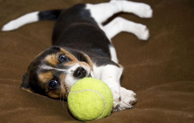 Doggie Dental Care: 3 Ways to Keep Your Dog’s Teeth Sparkling