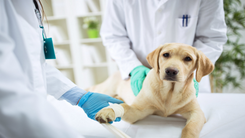 The Importance of Veterinary Hospitals to Residents in Bridgeport