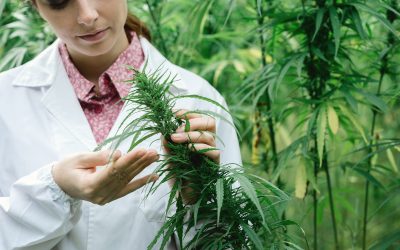 Find Reliable NYC Pot Delivery Services That Bring Convenience Straight to Your Door