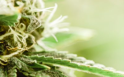 From THCA to THC: Understanding Flower Effects and Use in the USA